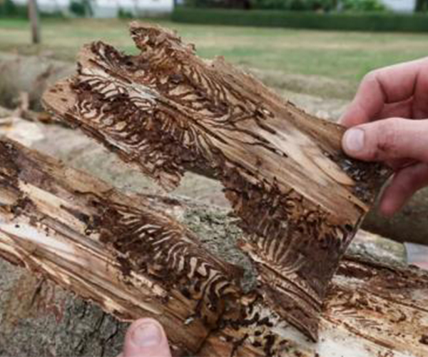Aumento delle esportazioni di questo tipo di legno in cina attesa