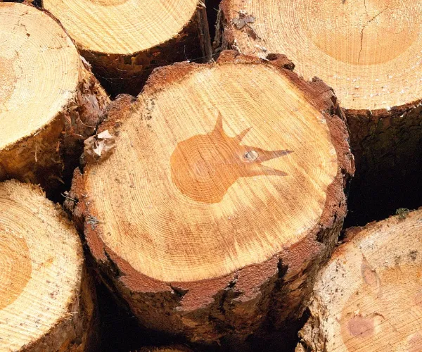 Proprietà della fibra e prestazioni della carta